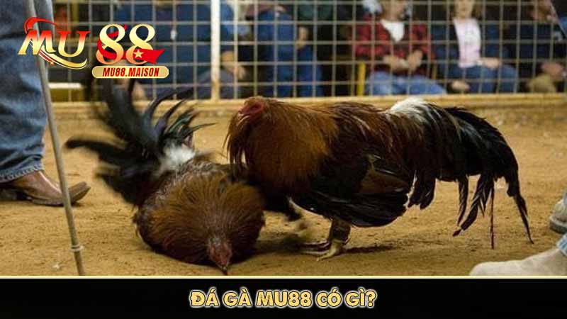 Đá gà MU88 có điều gì thu hút người chơi 2 Đá gà MU88 có gì?