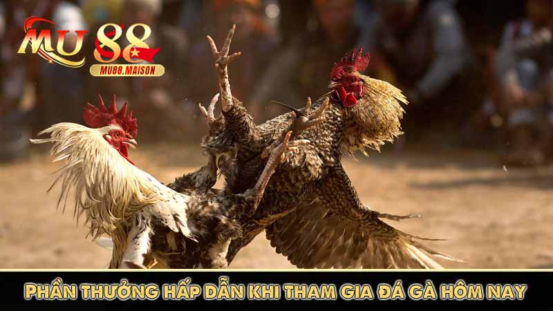 Đá gà MU88 có điều gì thu hút người chơi 4 Phần thưởng hấp dẫn khi tham gia đá gà hôm nay