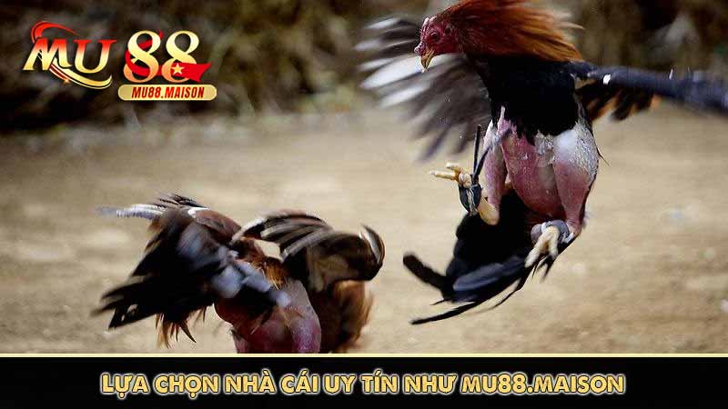 Đá Gà Thái Lan - Những Thông Tin Cần Biết Khi Tham Gia 14 Lựa chọn nhà cái uy tín như mu88 maison